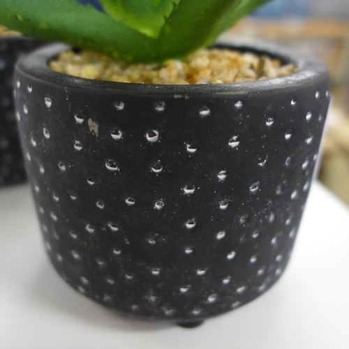 1395 - A pair of succulent in black and white spotty pots (67681104)