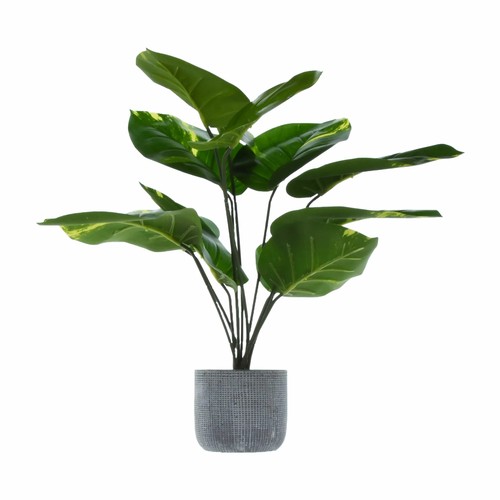 1367 - A large tropical ornamental green plant in a cement pot - H57 cms (63084407)