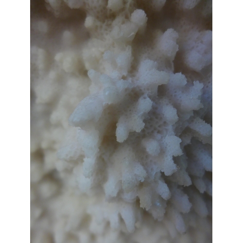 1442 - A white coral table top decoration