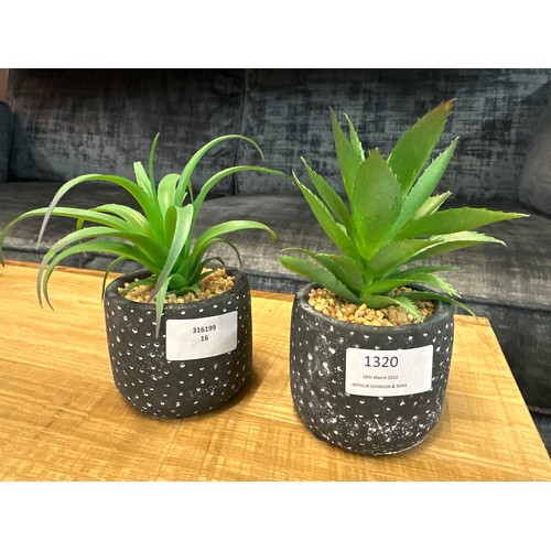 1320 - A pair of succulents in black and white spotty pots (67681104)