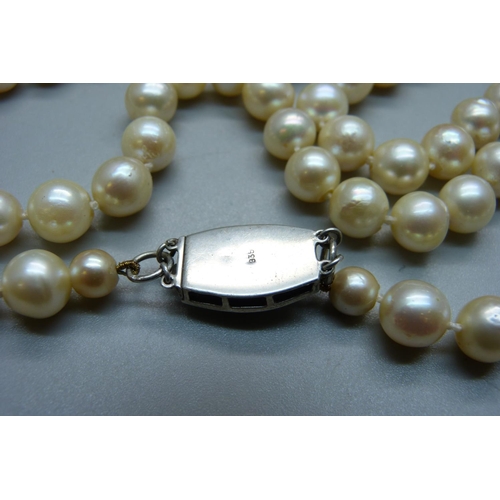 856 - A long string of large cultured pearls on a silver and paste clasp, approximately 82cm long, pearls ... 