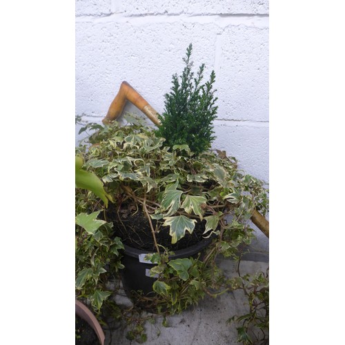 2482 - Ivy plant and fern/mini mini Xmas tree in same pot