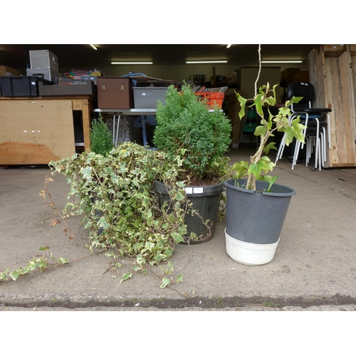 2501 - Two ivy plants and fern trees in two pots and a small Hedera in pot