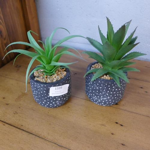 1339 - A pair of succulent in black and white spotty pots (67681104)