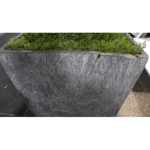 3041 - 6ft Cedar Spiral Topiary (Damaged), original RRP £169.99 + VAT (286-177) * This lot is subject to VA... 