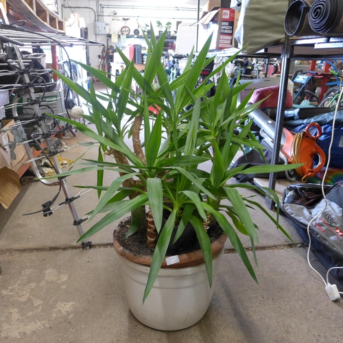 2397 - yucca plant in plastic plant pot