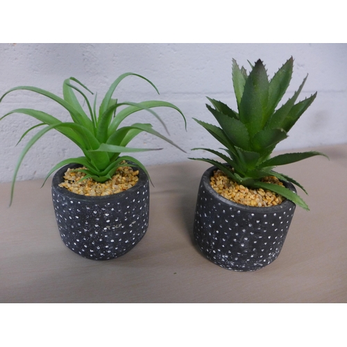 1329 - A pair of succulent in black and white spotty pots (67681104)