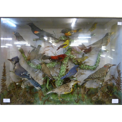 356 - A Victorian cased taxidermy bird diorama