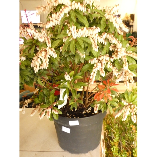 2173 - Pieris Japonica 'Red Mill', potted plant