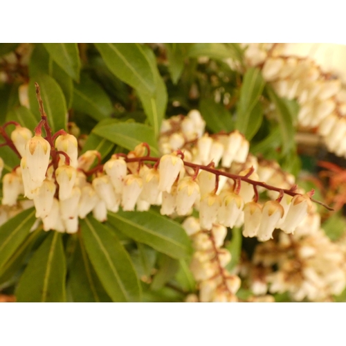 2173 - Pieris Japonica 'Red Mill', potted plant