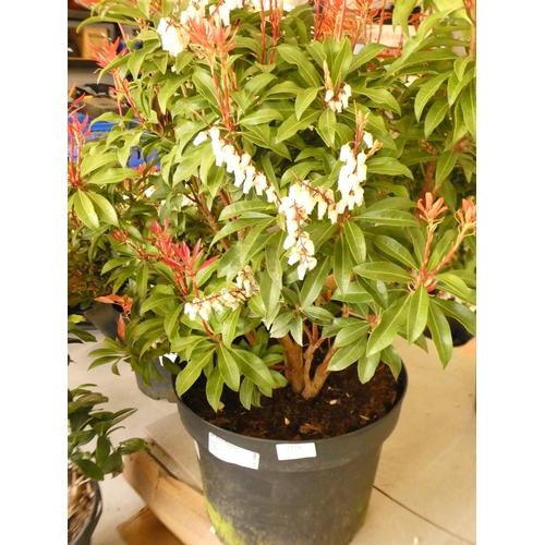 2174 - Pieris Japonica 'Red Mill', potted plant