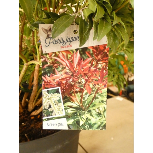 2174 - Pieris Japonica 'Red Mill', potted plant