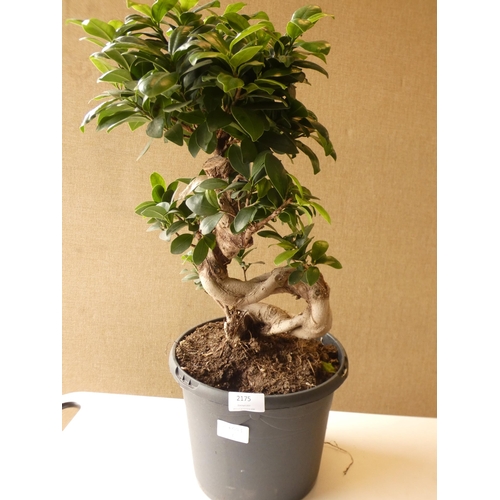 2175 - Bonsai tree