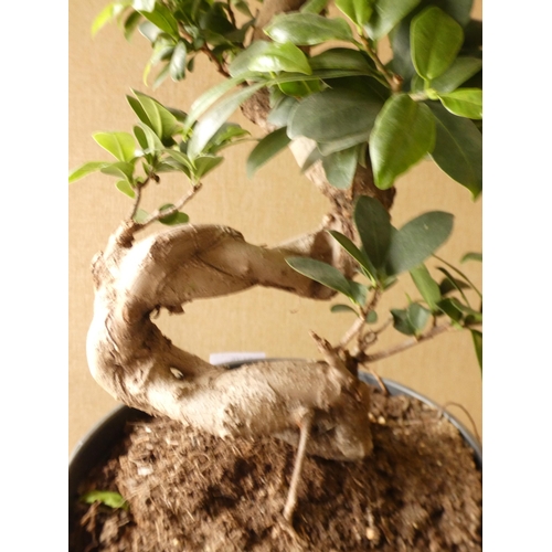 2175 - Bonsai tree