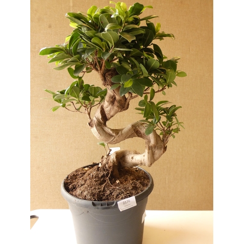 2176 - Bonsai tree