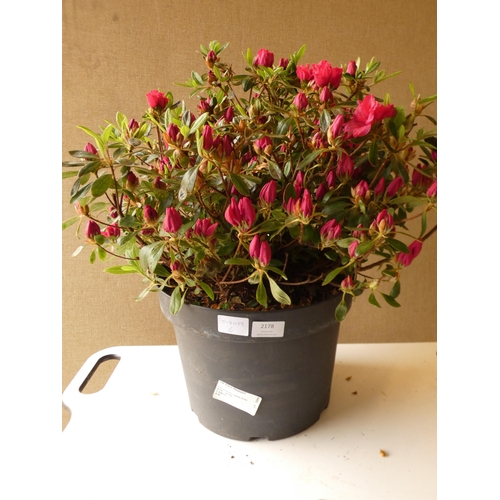 2178 - Japonica 'Hino Crimson', potted plant