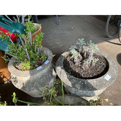 2171 - 3 Stone planters with planters, containing privet, lavender and ivy