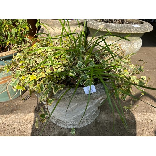 2171 - 3 Stone planters with planters, containing privet, lavender and ivy