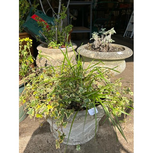 2171 - 3 Stone planters with planters, containing privet, lavender and ivy