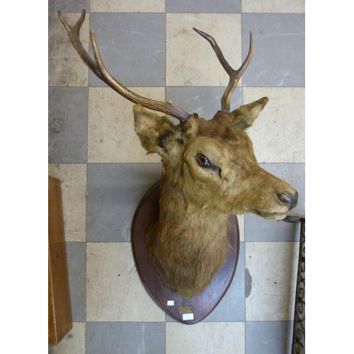 328 - An early 20th Century French mounted taxidermy stag's head