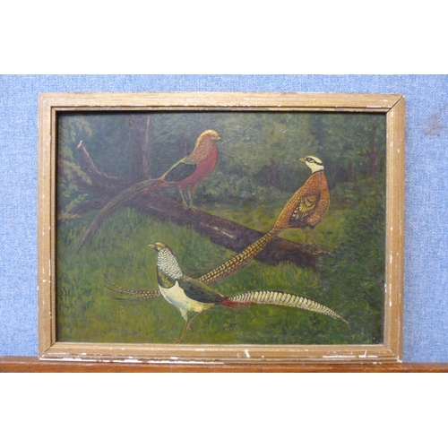 356 - English School, three pheasants, oil on board, unsigned, framed