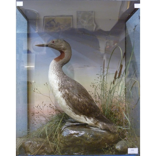 398 - A cased Victorian taxidermy Red-Throated Loon