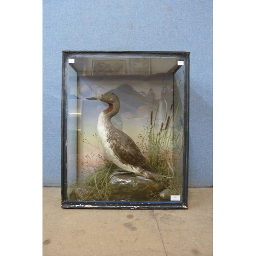 398 - A cased Victorian taxidermy Red-Throated Loon