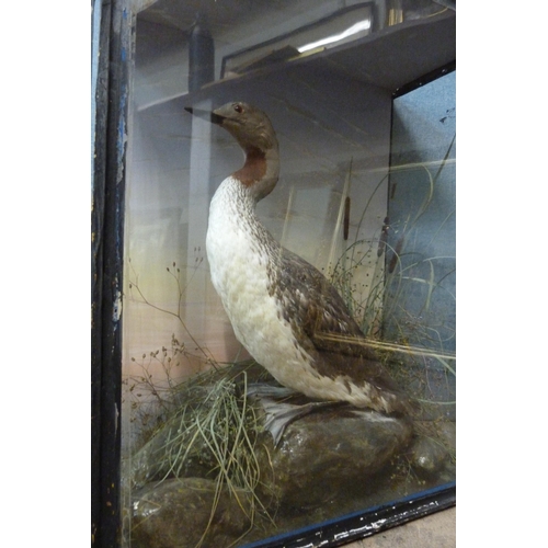 398 - A cased Victorian taxidermy Red-Throated Loon