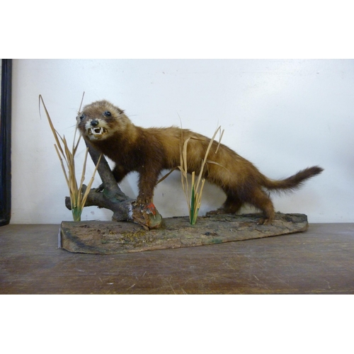 399 - A mounted taxidermy ferret