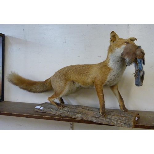 400 - A mounted taxidermy fox holding a Jay