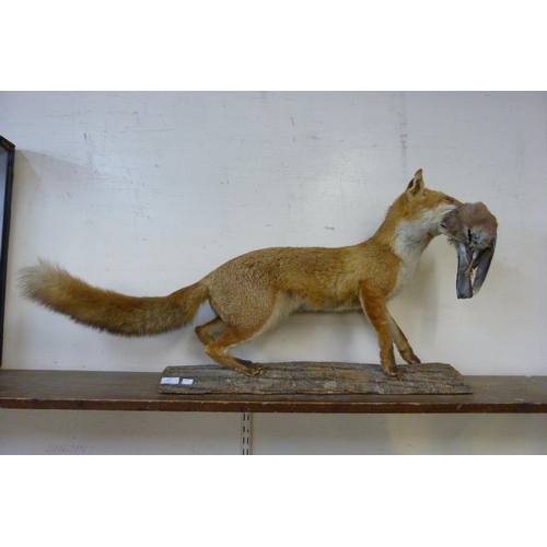 400 - A mounted taxidermy fox holding a Jay