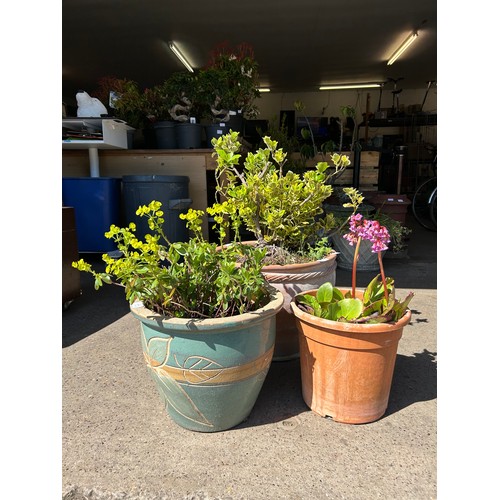 2172 - 3 Assorted potted plants, including golden privet, euphorbia and perennial plant