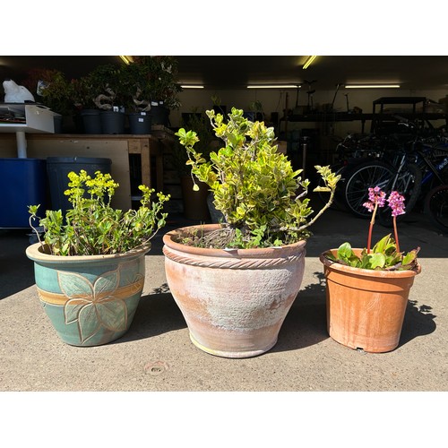 2172 - 3 Assorted potted plants, including golden privet, euphorbia and perennial plant