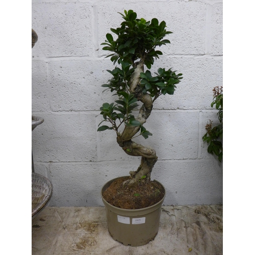 2425 - Bonsai tree, approx. 60cm