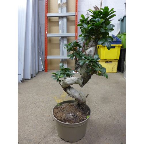 2426 - Bonsai tree, approx. 60cm