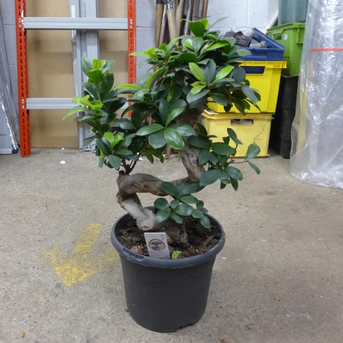 2427 - Bonsai tree, approx. 40cm