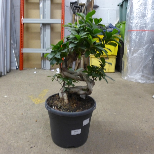 2428 - Bonsai tree, approx. 40cm