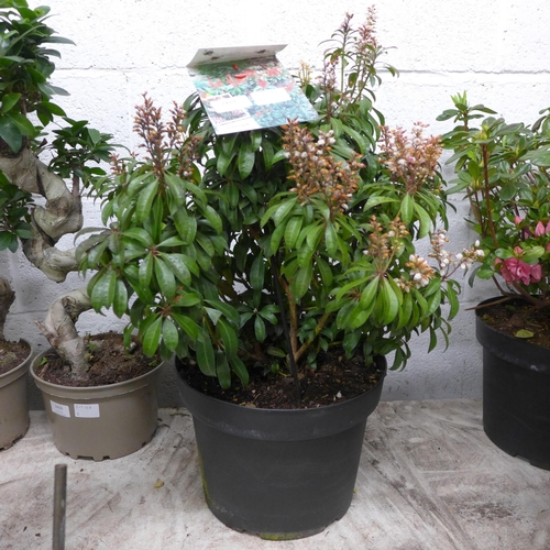 2429 - Pieris Japonica Bonfire potted plant