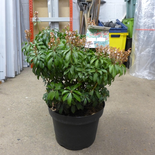 2430 - Pieris Japonica Bonfire potted plant