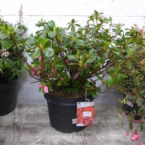 2431 - Azalea Japonica Anouk potted plant