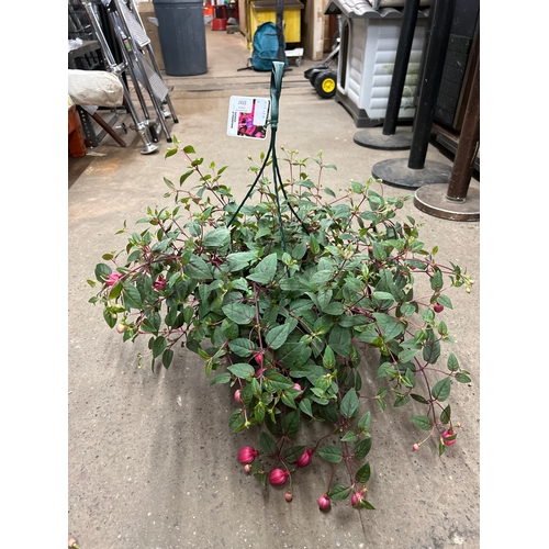 2433 - Fuchsia Purple Fountain in hanging basket