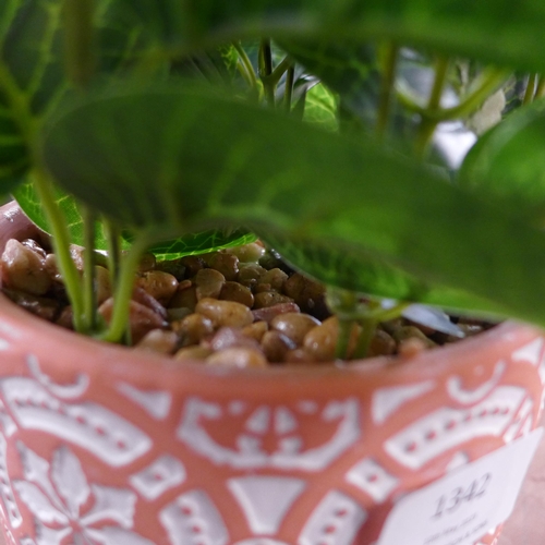 1342 - A faux green plant in a Moroccan tile pattern pot (63098104)