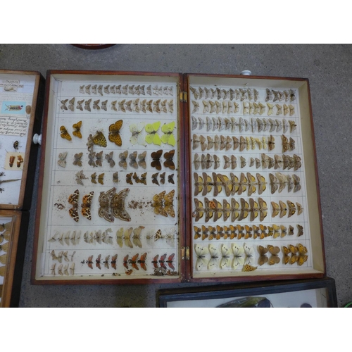 735 - A collection of entomological finds and lepidopterology