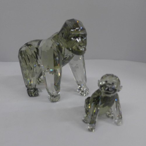 630 - A Swarovski Endangered Wildlife crystal gorilla and infant, boxed