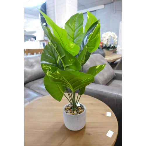 1421 - A large tropical ornamental green plant in a cement pot - H57 cms (63084407)