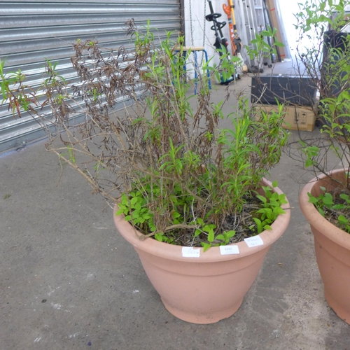 2261 - 3 Large plants/shrubs