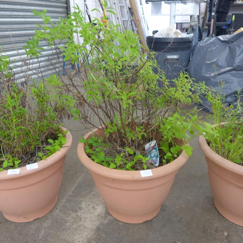 2261 - 3 Large plants/shrubs