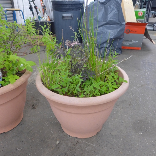 2261 - 3 Large plants/shrubs