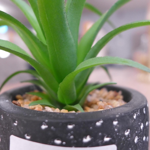 1322 - A pair of succulent in black and white spotty pots (67681104)