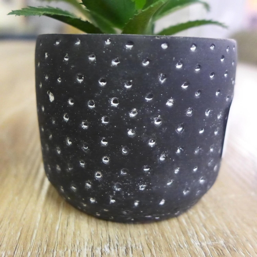 1322 - A pair of succulent in black and white spotty pots (67681104)